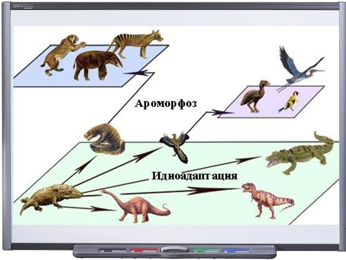 Установи соответствие между ароморфозом и эрой. Ароморфоз примеры у животных. Процесс эволюции. Пример ароморфоза у животных – возникновение. Примеры ароморфоза в биологии у животных.