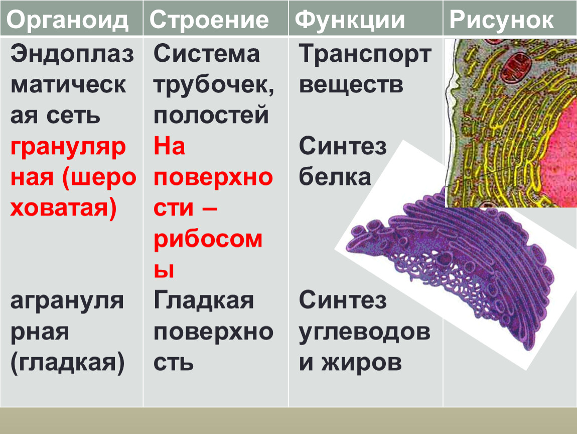 Органоид синтез. Строение органоидов. Органоид и его строение. Органоид строение функции рисунок. Синтез углеводов органоид.