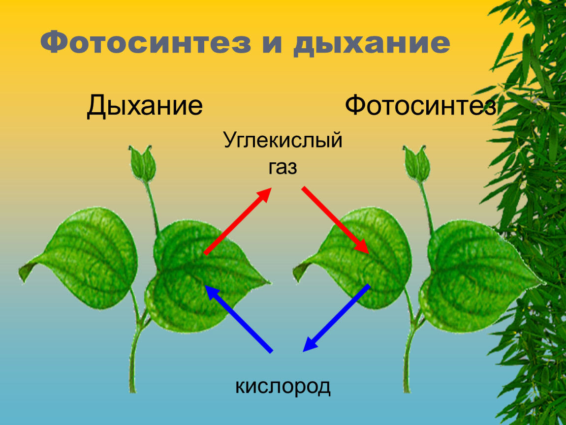 В каких растениях протекает дыхание. Фотосинтез и дыхание. Дыхание растений. Процесс дыхания и фотосинтеза у растений. Цветок дышит и фотосинтезирует.