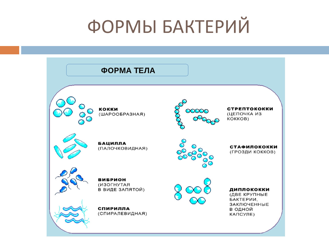 Бактерии примеры. Формы бактериальных клеток микробиология. Формы бактериальных клеток таблица. Формы бактериальных клеток 5 класс биология. Формы бактериальных клеток кокки.