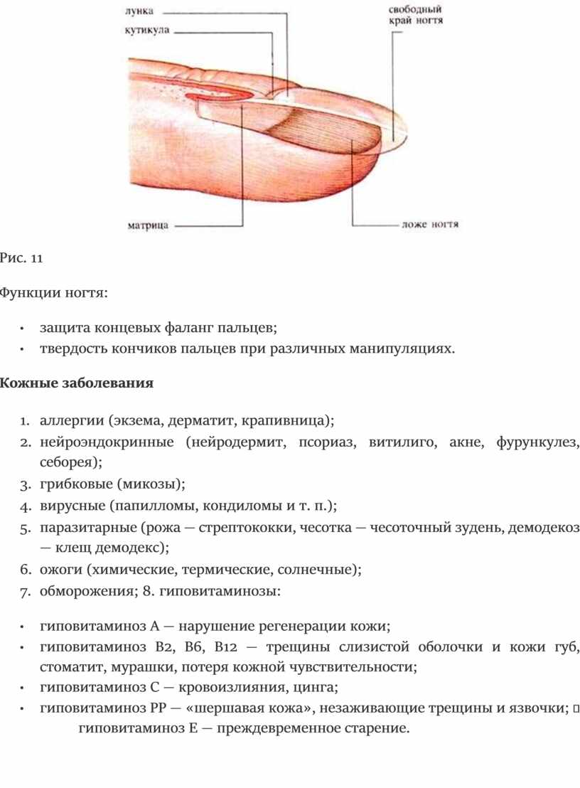 Рис. 11 Функции ногтя: • защита концевых фаланг пальцев; • твердость кончиков пальцев при различных манипуляциях