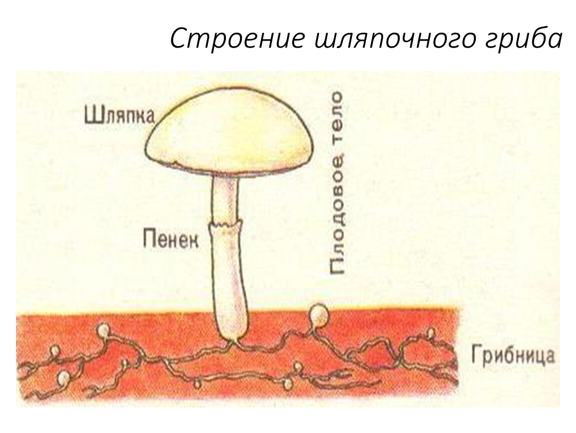 Клетки шляпочных грибов. Строение шляпочного гриба. Строение шляпочных грибов. Строение шляпочного гриба таблица. Плодовое тело шляпочного гриба.