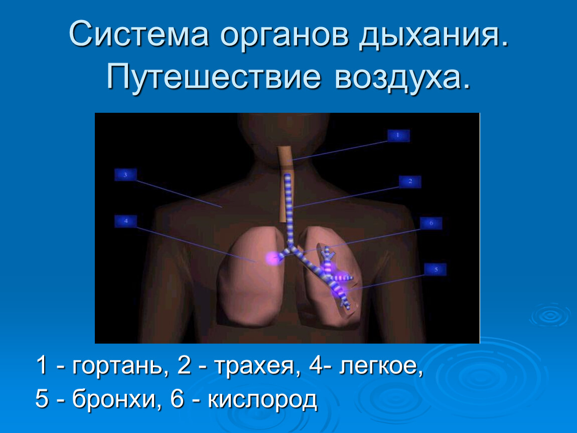 Презентация органы дыхания 3 класс