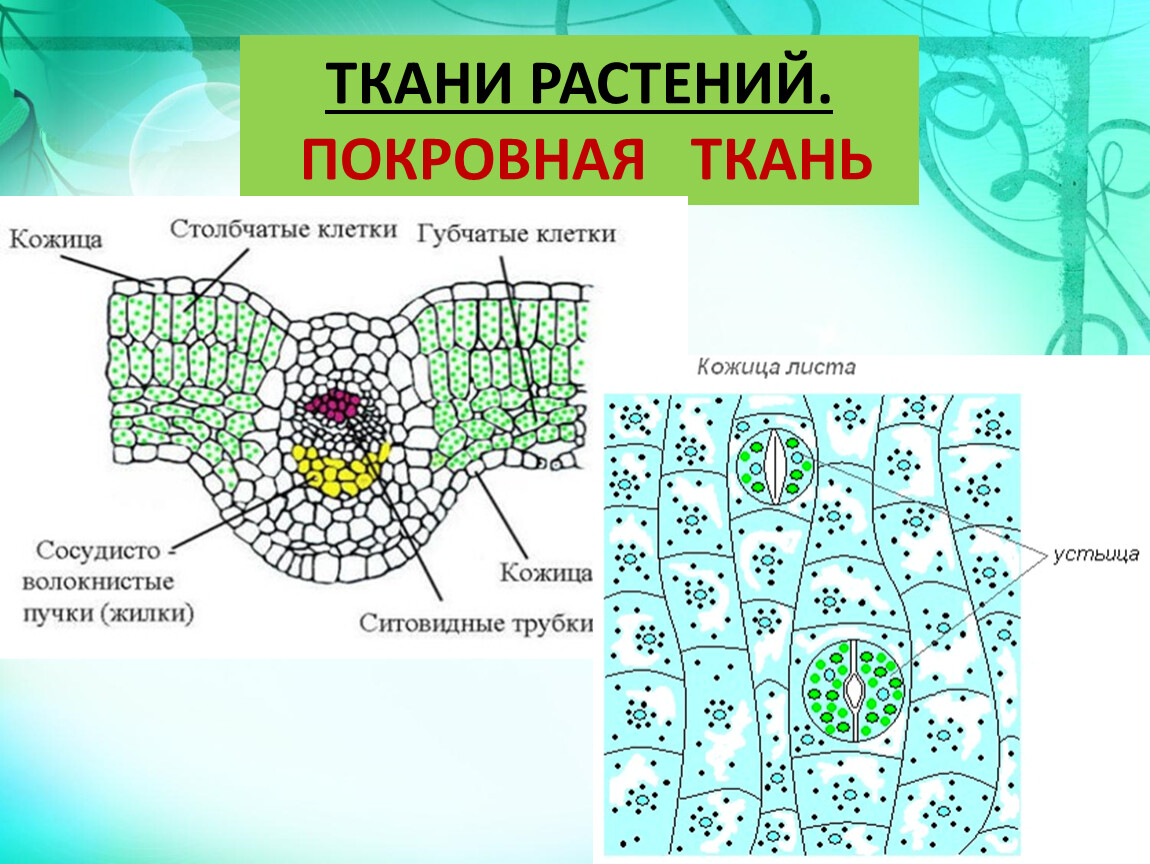 Покровная ткань растений рисунок