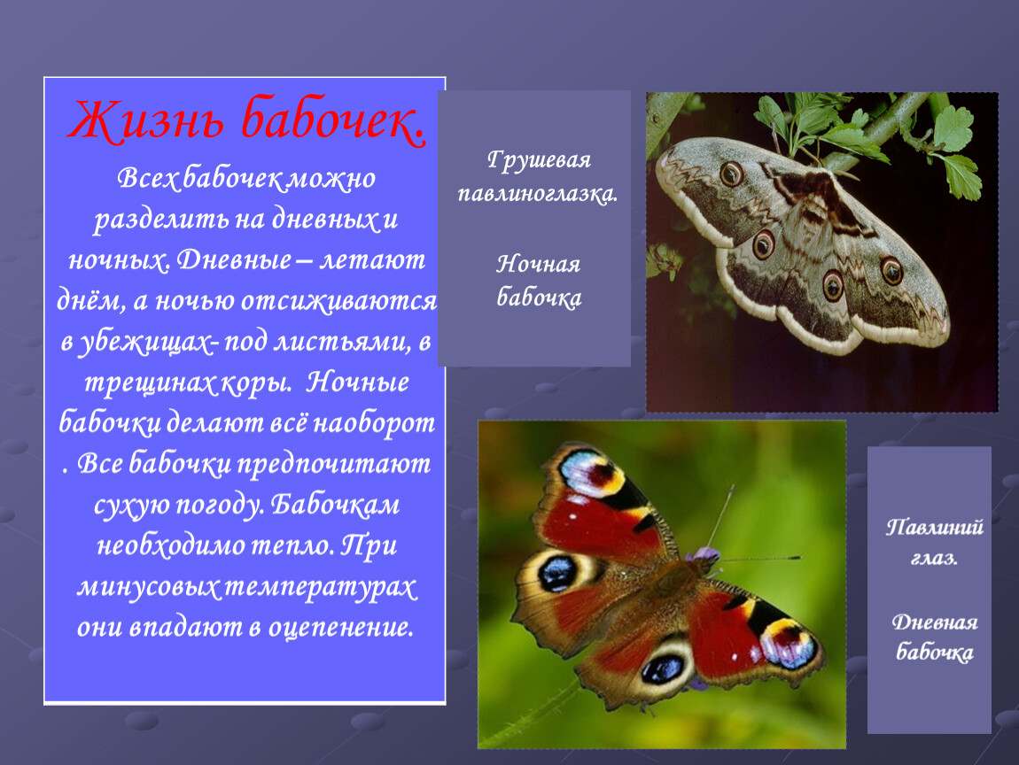 Бабочки живут всего. Жизнь бабочки. Образ жизни бабочек. Продолжительность жизни бабочки в природе. Дневные и ночные бабочки.