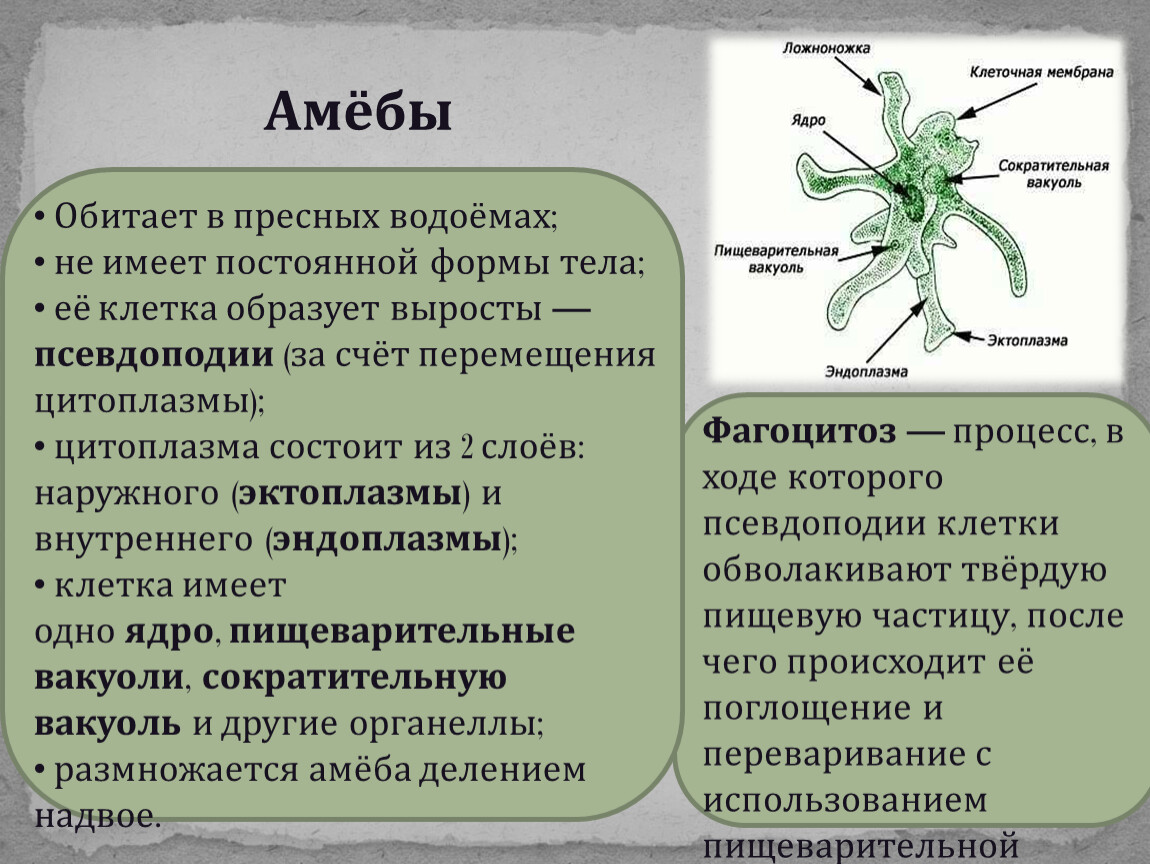 На рисунке изображен процесс в ходе которого псевдоподии клетки