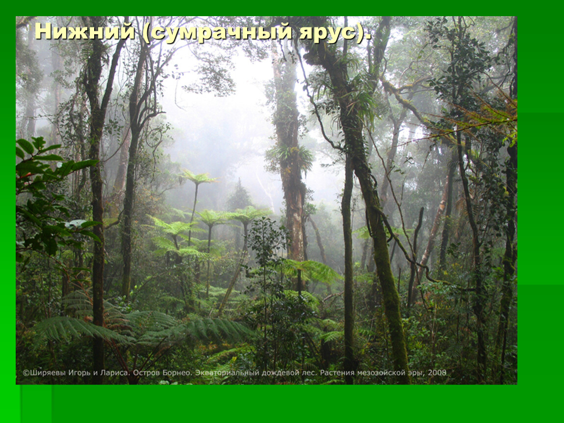 Влажные экваториальные леса климатические условия. Влажные тропические леса Южной Америки. Гилея Южной Америки это. Дождевые леса Юго-Восточной Азии. Влажный вечнозеленый лес Южной Америки.
