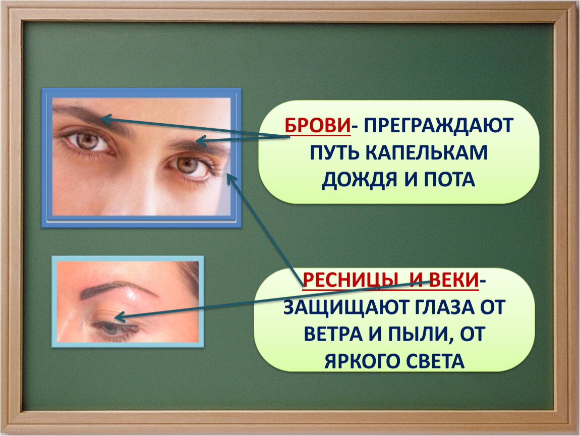 Защиту глаза выполняет. Глаза орган зрения. Глаза орган зрения 3 класс. Урок на тему глаз орган зрения. Орган зрения окружающий мир 3 класс.