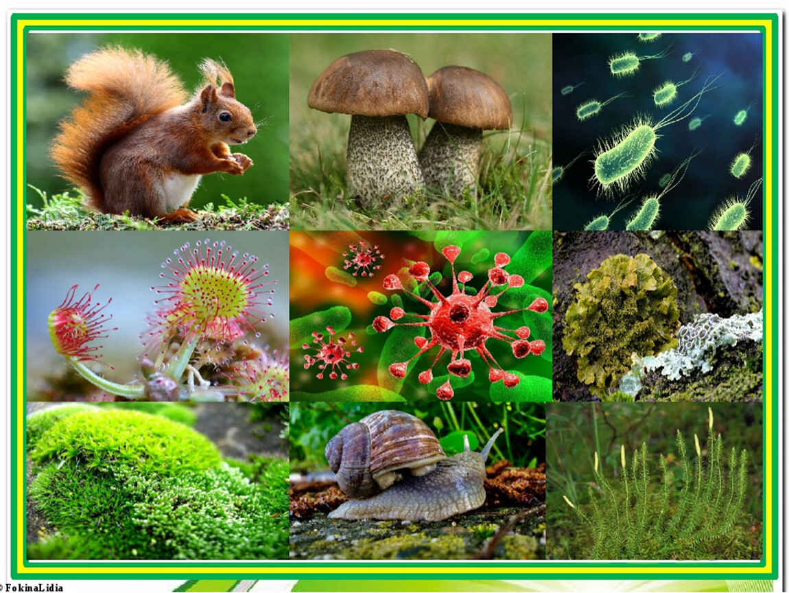 Рассмотри фотографии с изображением представителей различных объектов живой природы