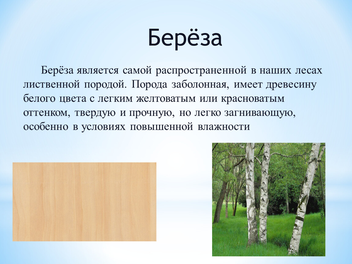 Береза лиственная порода. Свойства древесины березы. Характеристика древесины березы. Береза порода дерева. Береза особенности дерева.