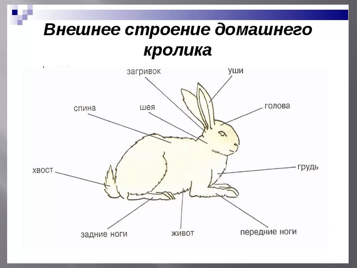 Кролик как отличить. Внешнее строение кролика. Строение головы кролика. Строение декоративного кролика. Как определить Возраст кролика.