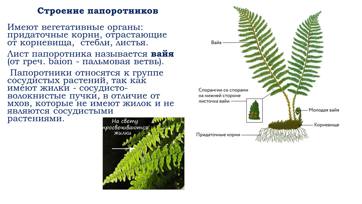 Хвощи плауны папоротники таблица