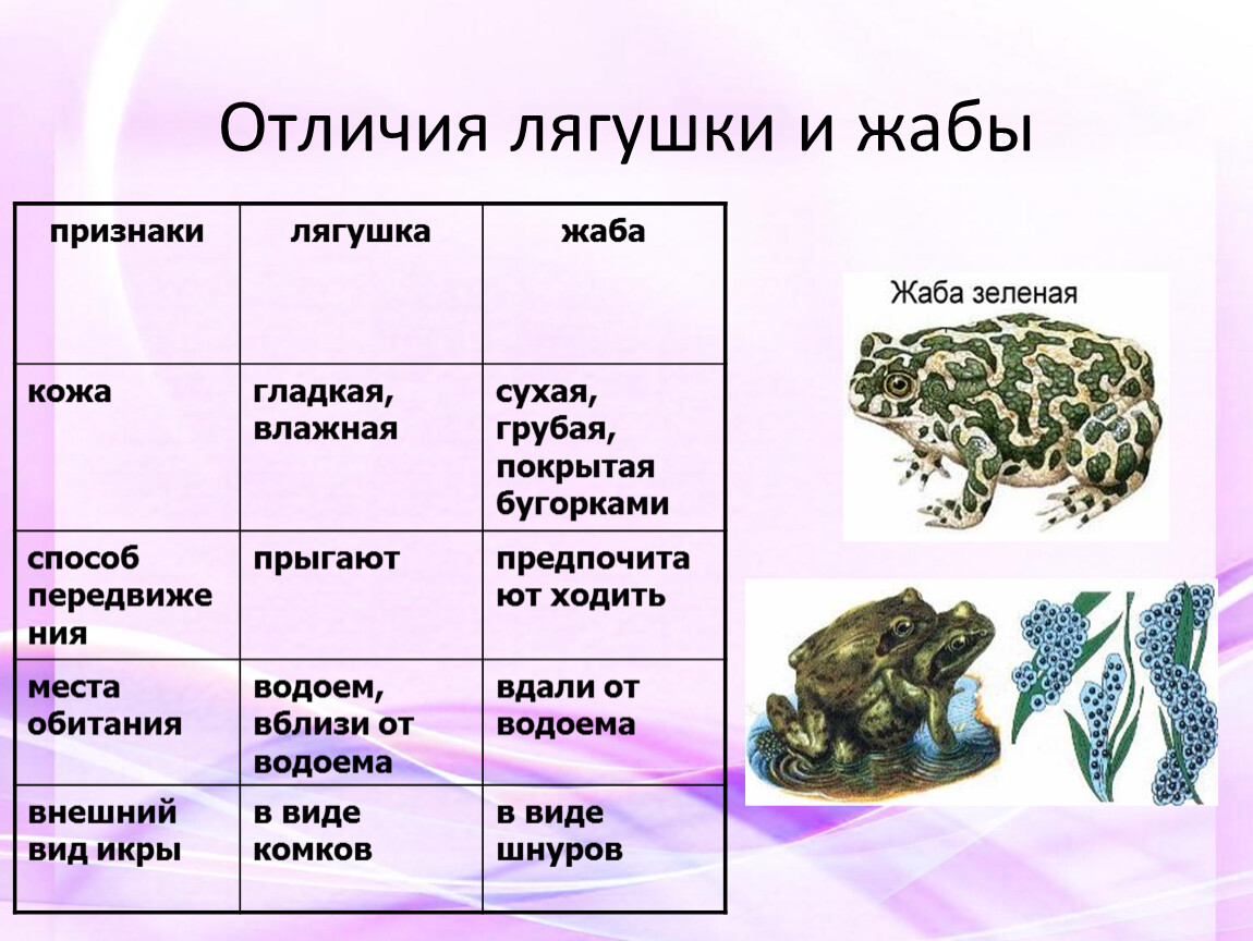 Вопросы по теме земноводные. Различия лягушки и Жабы 2 класс. Сходства и различия лягушки и Жабы таблица. Сходство и различие лягушки и Жабы 2 класс. Чел отличается жаба от лчгушки.