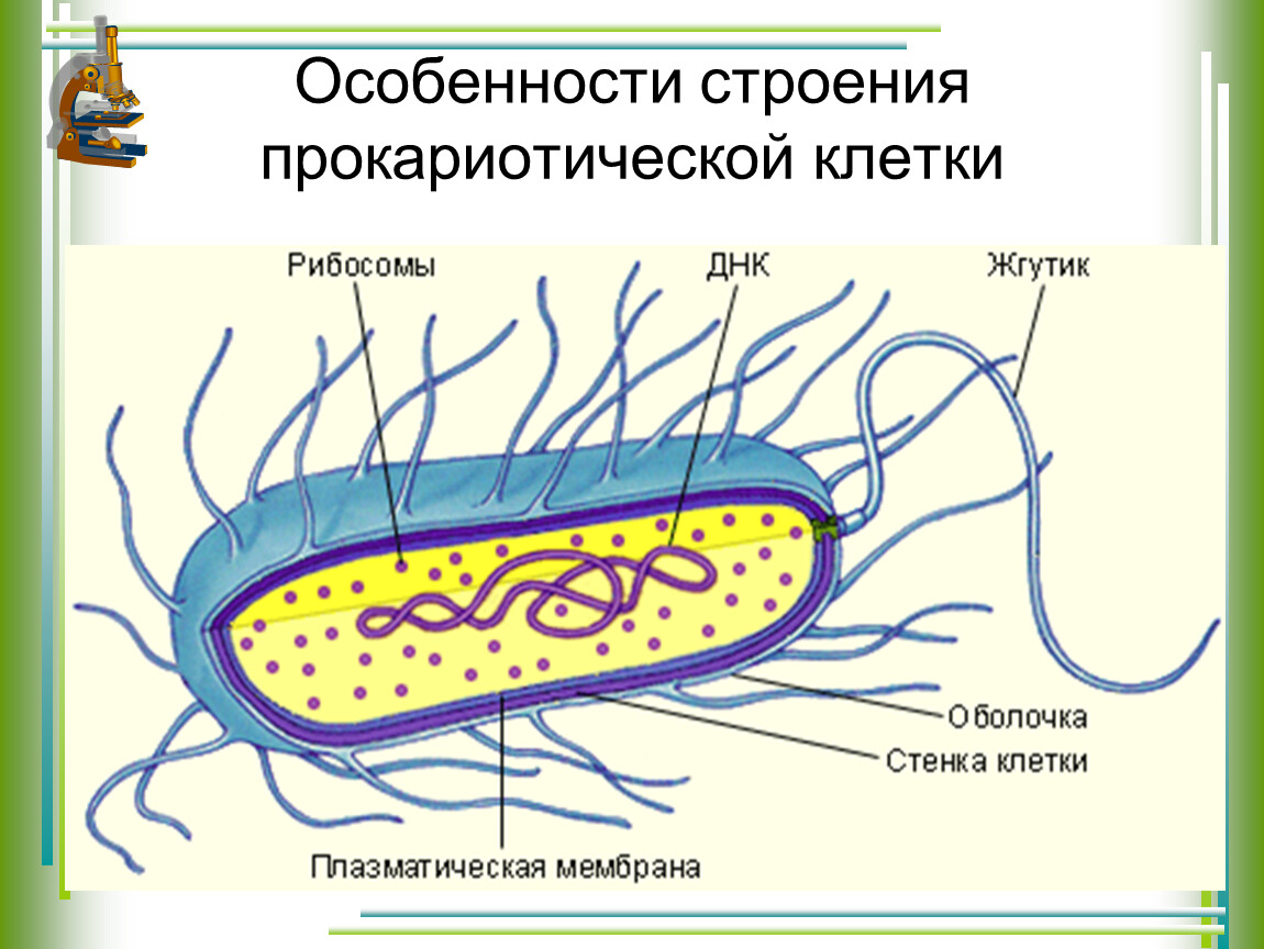Есть ли у прокариотов. Строение бактериальной клетки прокариот. Строение прокариотической бактериальной клетки. Прокариотическая клетка пили. Строение прокариотической клетки пили.