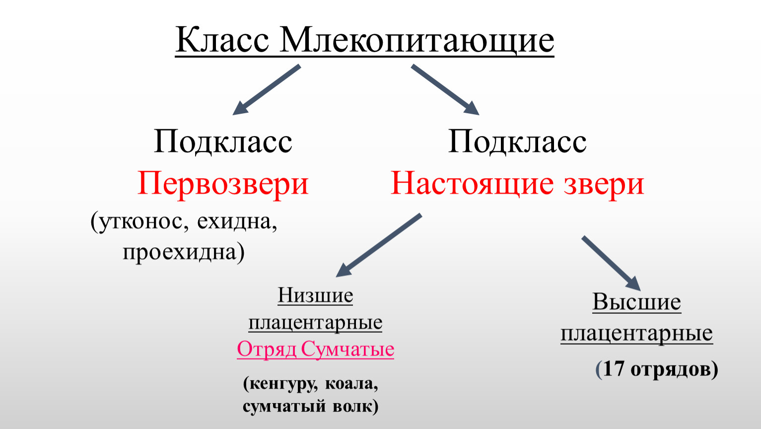 Размножение млекопитающих. Класс млекопитающие.