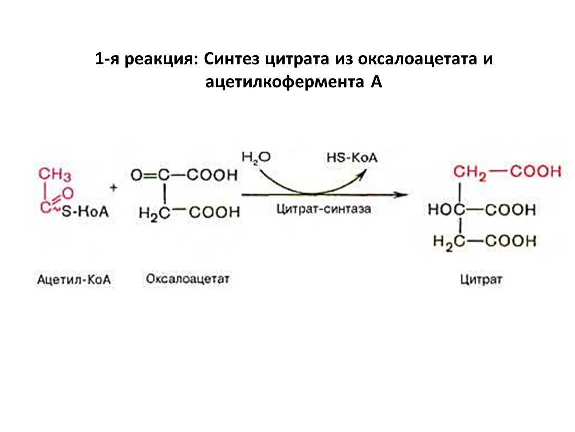 P f реакция. Оксалоацетат синтезируется из. Реакция образования ацетил КОА. Оксалоацетат ацетил-КОА цитрат. Реакция синтеза цитрата из ацетил КОА И оксалоацетата.