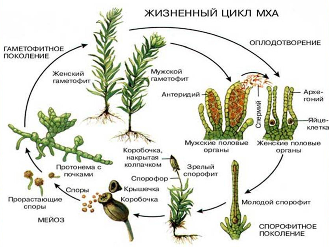 Представитель какого отдела показан на рисунке 1 моховидные