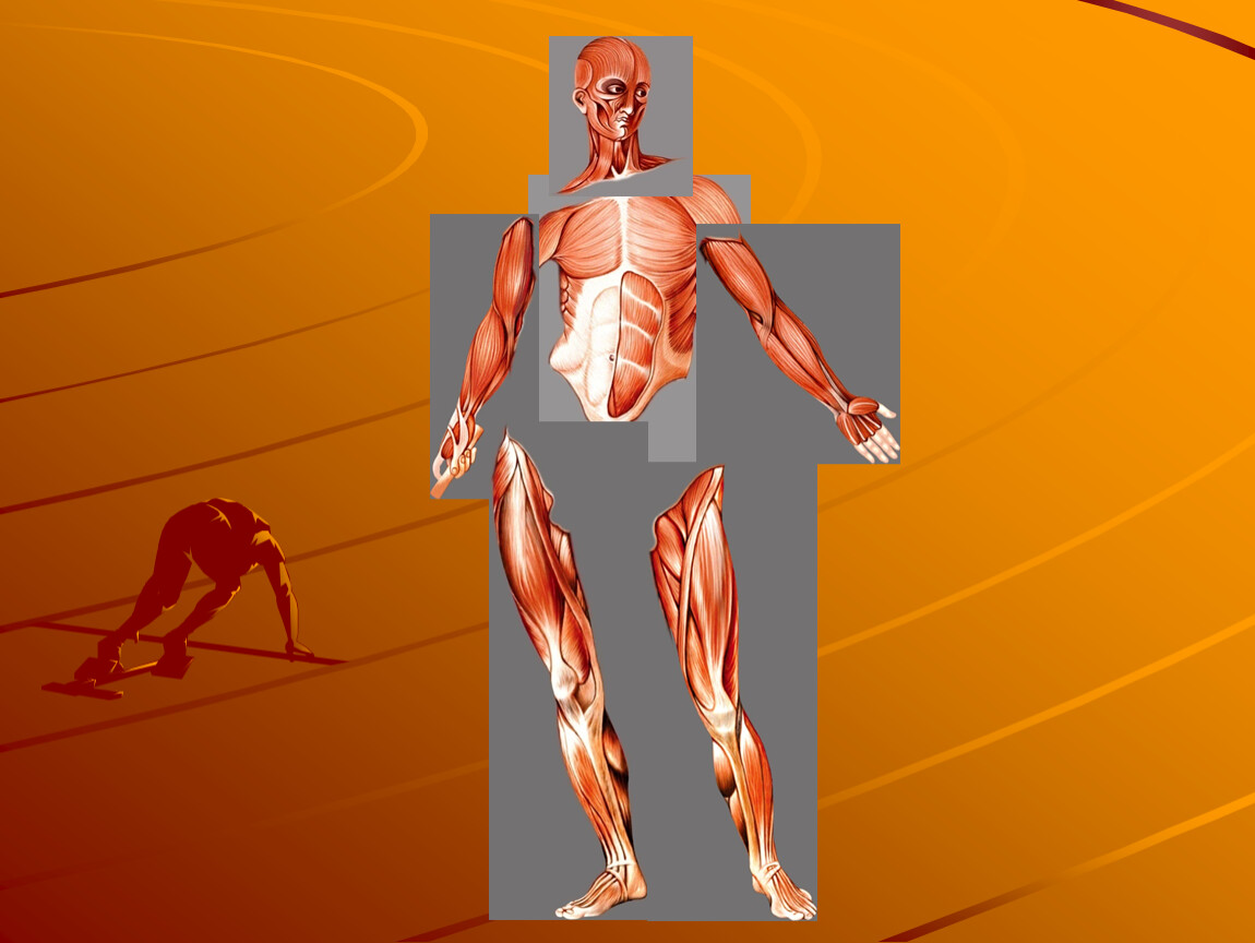 Картинки для презентации мышцы