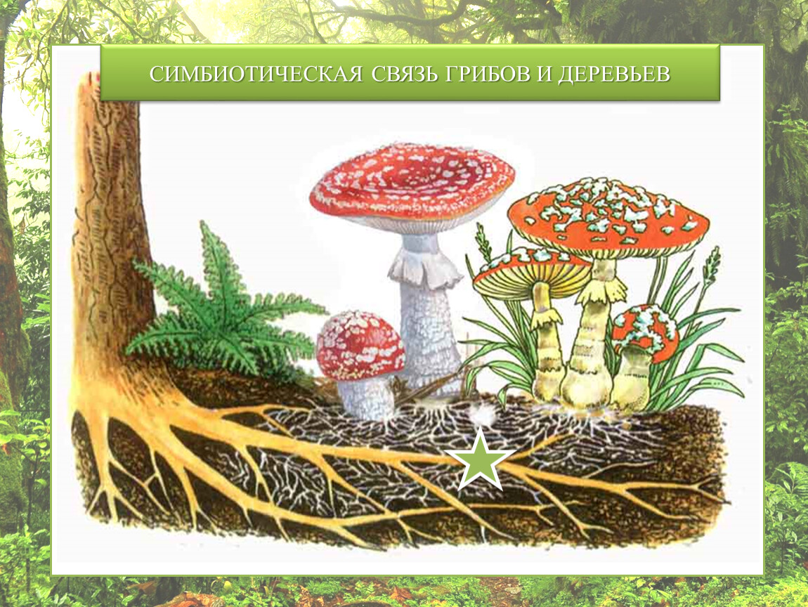 Шляпочный гриб и дерево. Шляпочные грибы микориза. Грибная микориза. Симбиоз гриба и дерева. Симбиотические грибы.