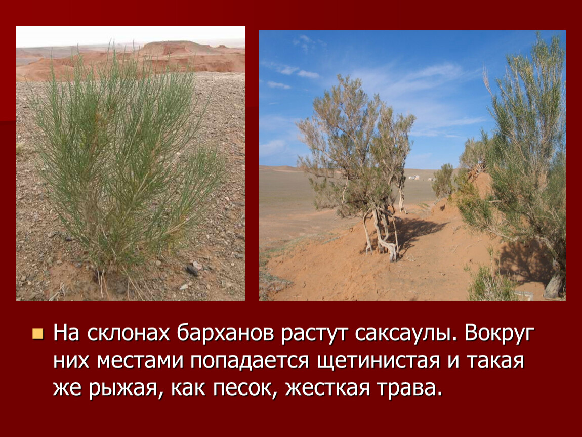 Саксаул растение фото и описание