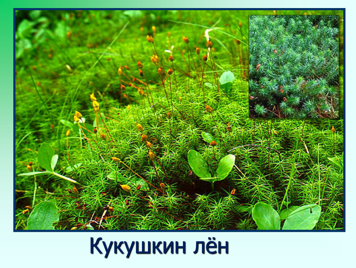 Тема мхи. Сфагнум, Кукушкин лен, ягель.. Мхи долгомошники. Bryophyta Polytrichum. Хвощевые мхи.