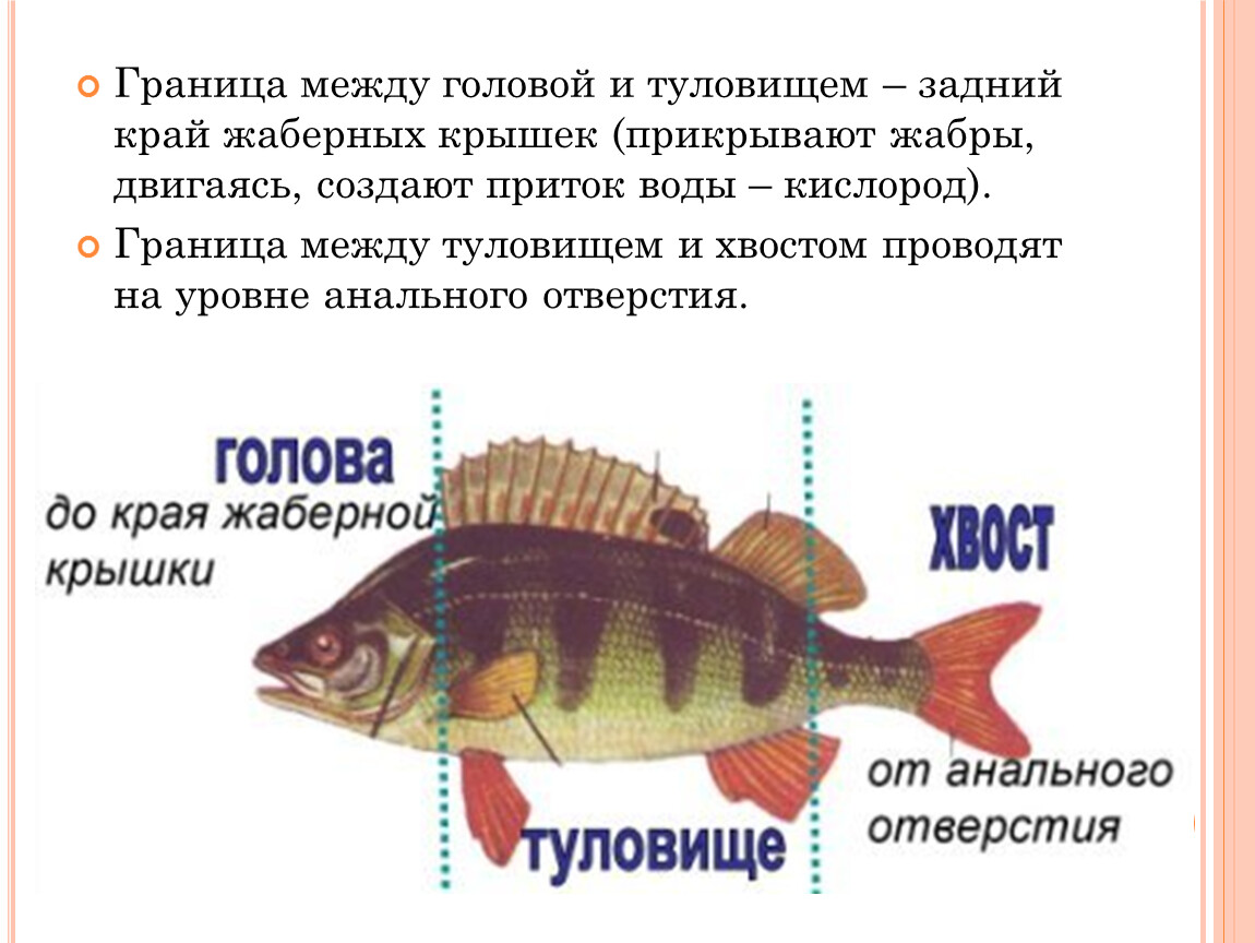 На какие группы можно разделить рыбу