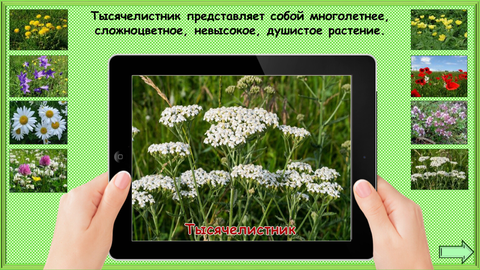 Презентация 1 класс почему не будем рвать цветы и ловить бабочек 1 класс