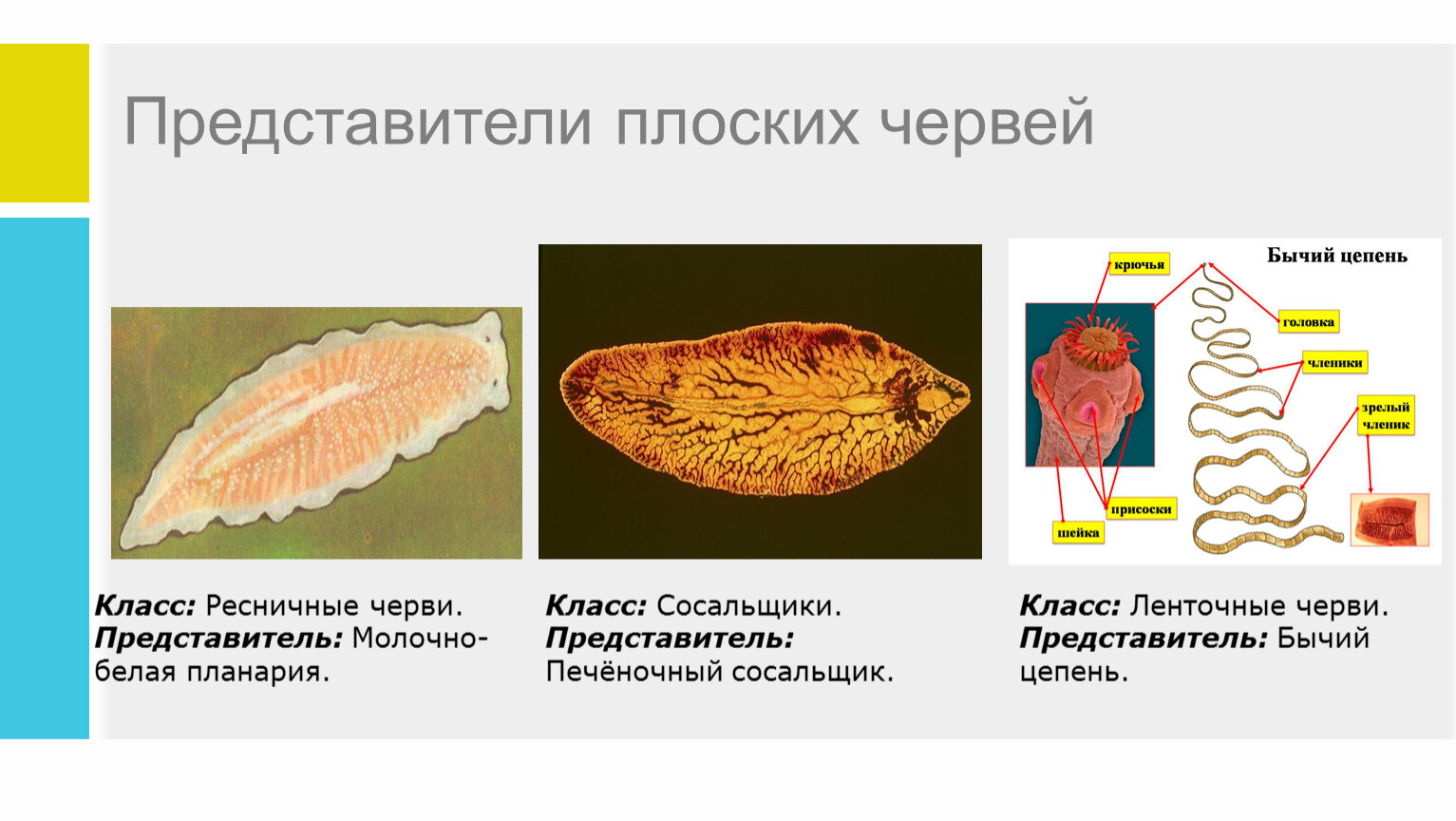 Какие черви имеют нервную систему лестничного типа