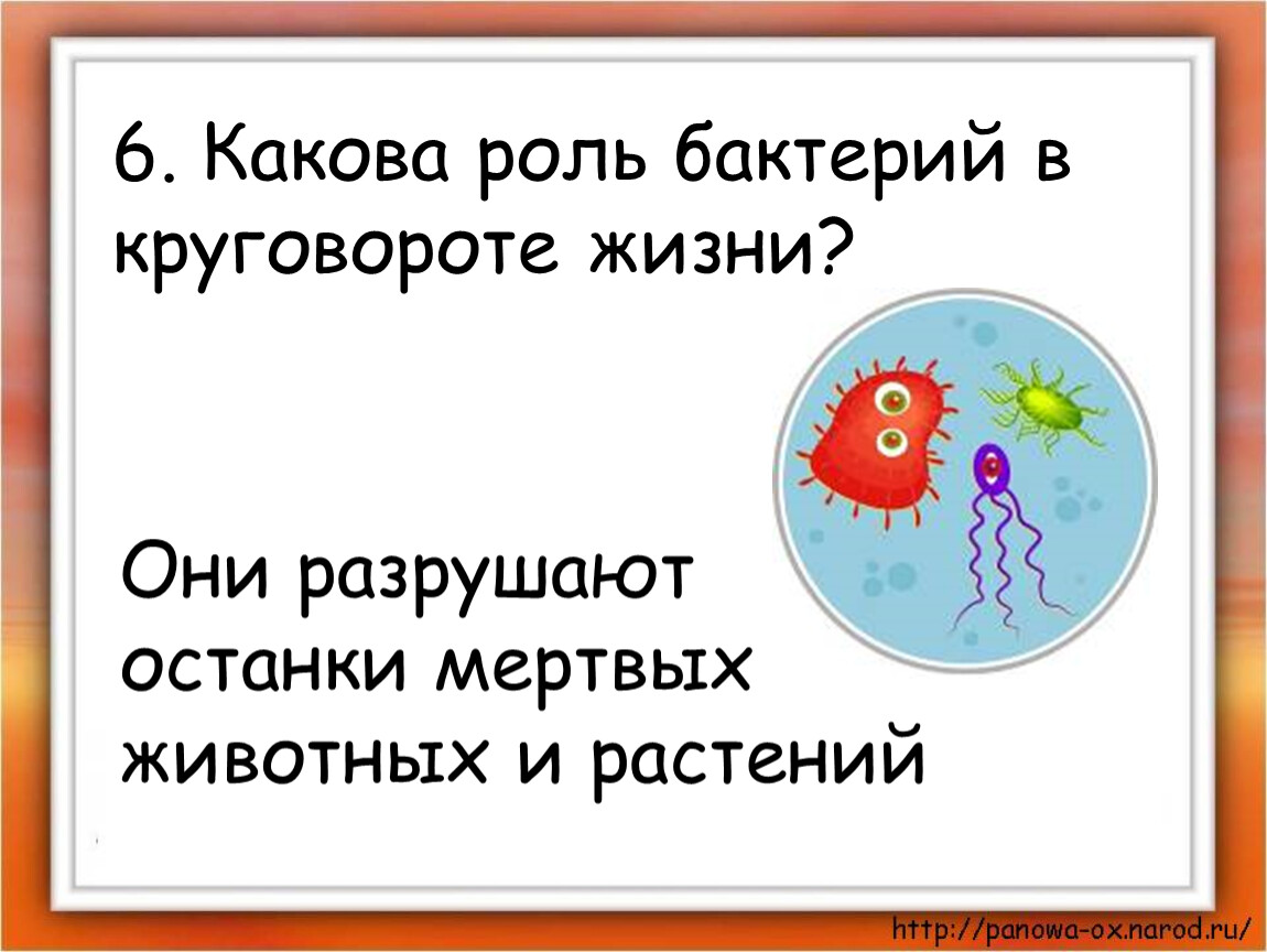 Какова роль. Какова роль бактерий в круговороте жизни. Роль бактерий в круговороте жизни. Какова основная роль бактерий в круговороте жизни. Какова роль растений в круговороте жизни.