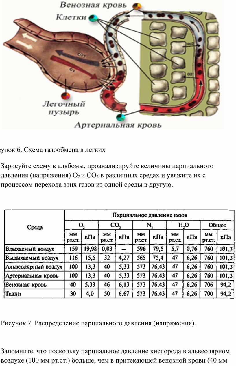 Схема общая емкость легких