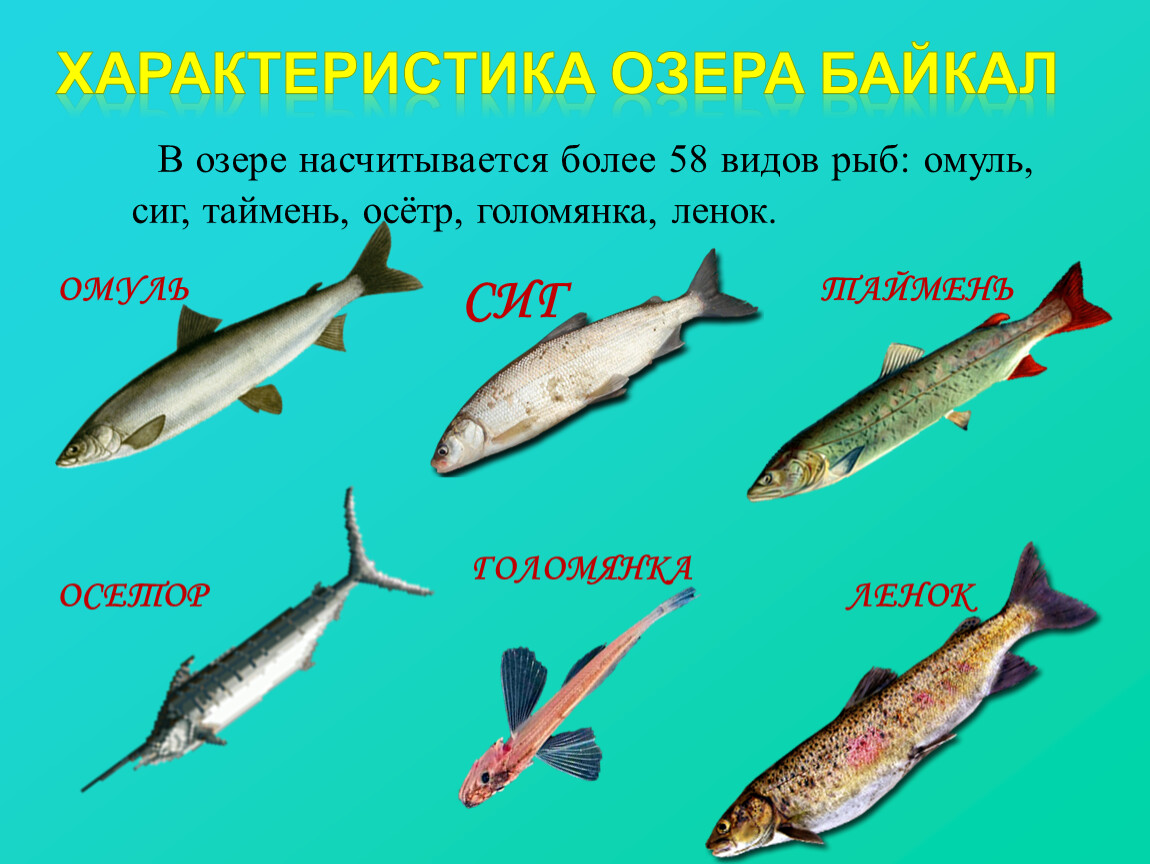 Рыба семейства сельдевых 6 букв. Рыба Балтийского моря список. Виды рыб Балтийского моря. Балтийское море рыбы. Хищная рыба Балтийского моря.