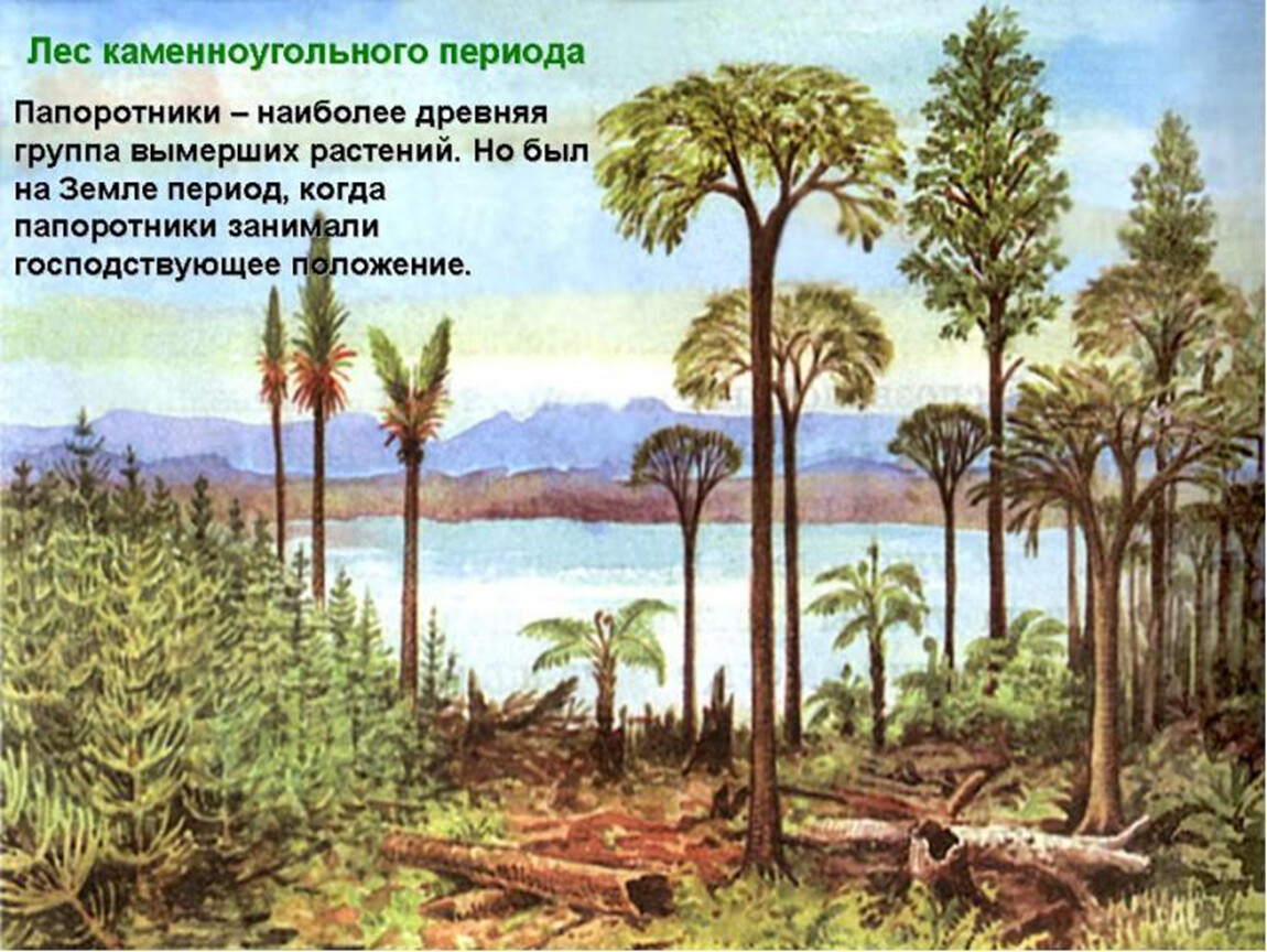 Значение древних вымерших папоротниковидных в природе