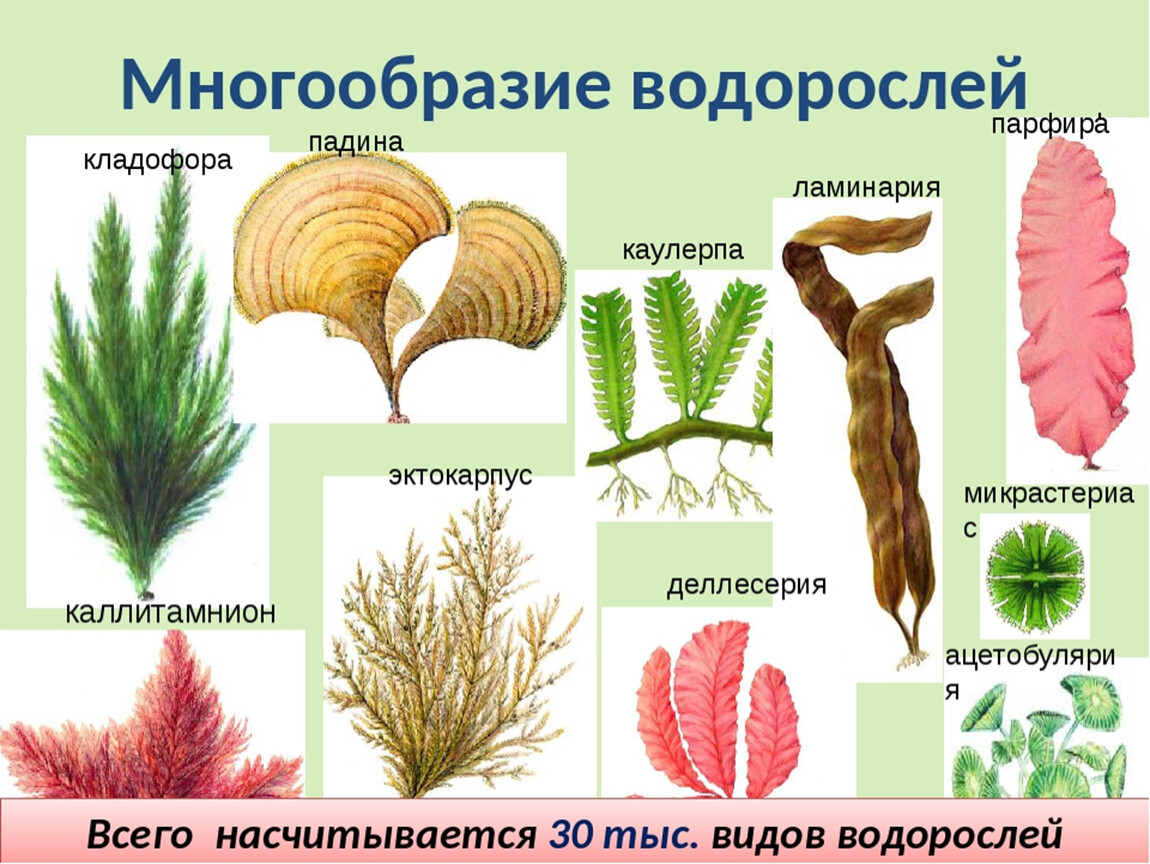 5 водорослей название. Водоросли названия. Виды и разнообразие водорослей. Виды морских водорослей. Разнообразие зеленых водорослей.