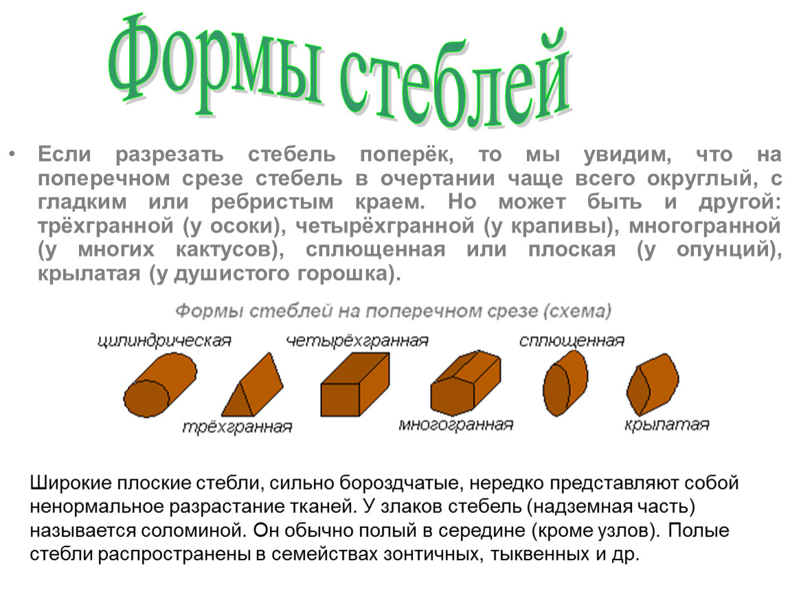 Длина стебля. Форма поперечного сечения стебля. Типы стеблей по поперечному сечению. Типы поперечного сечения стебля. В зависимости от формы поперечного сечения стебля.