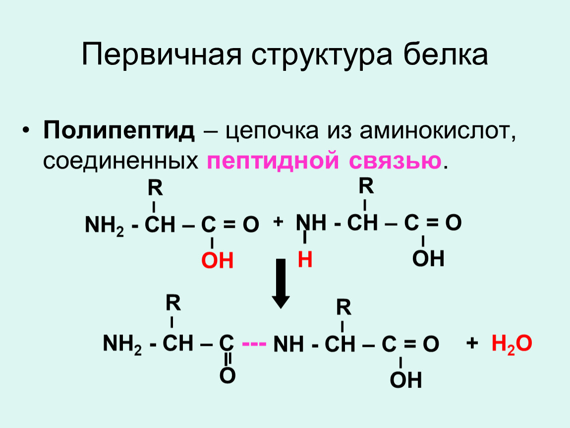 Аминокислоты в полипептиде соединены. Первичная структура полипептида. Первичная структура белка аминокислоты. Пептидная цепочка из аминокислот. Первичная структура белков пептидная связь.