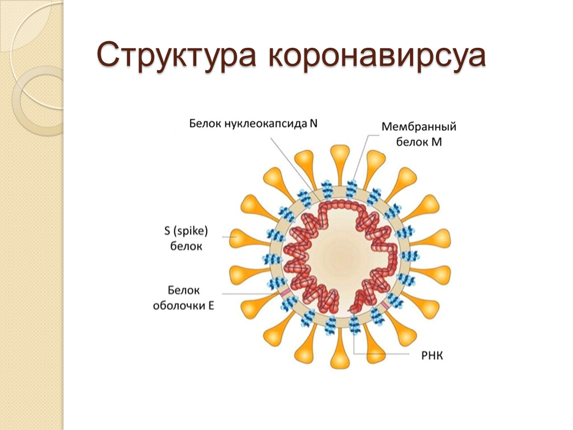 Коронавирусная карта бибиси