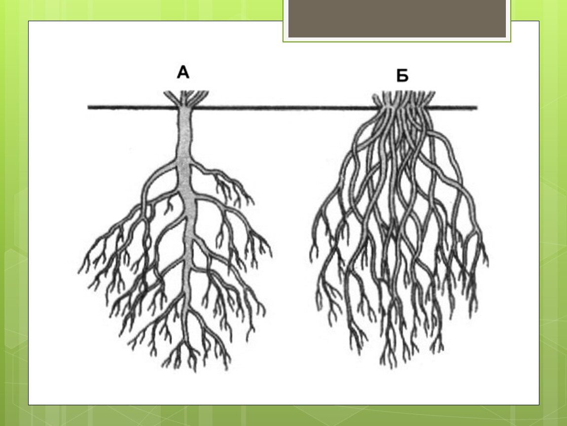 Виды корневых систем растений с картинками