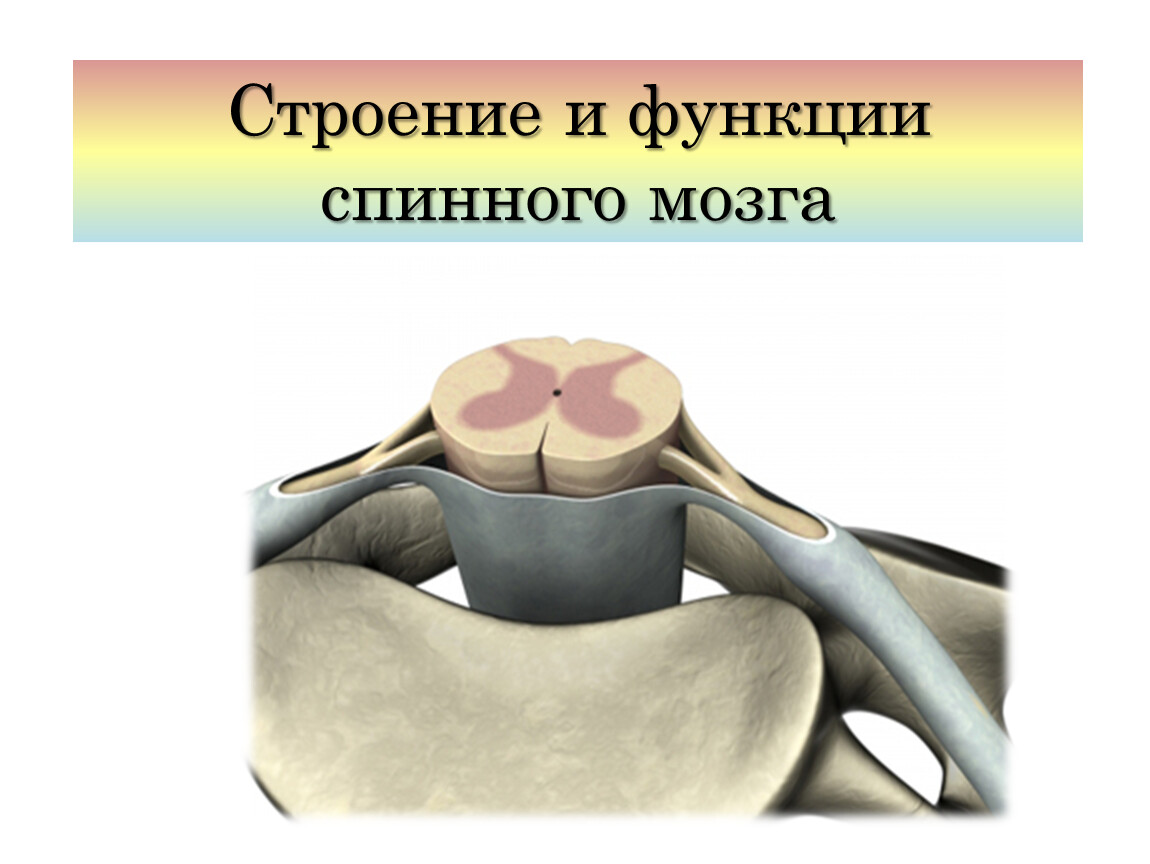 Презентация спинной мозг строение и функции 8 класс