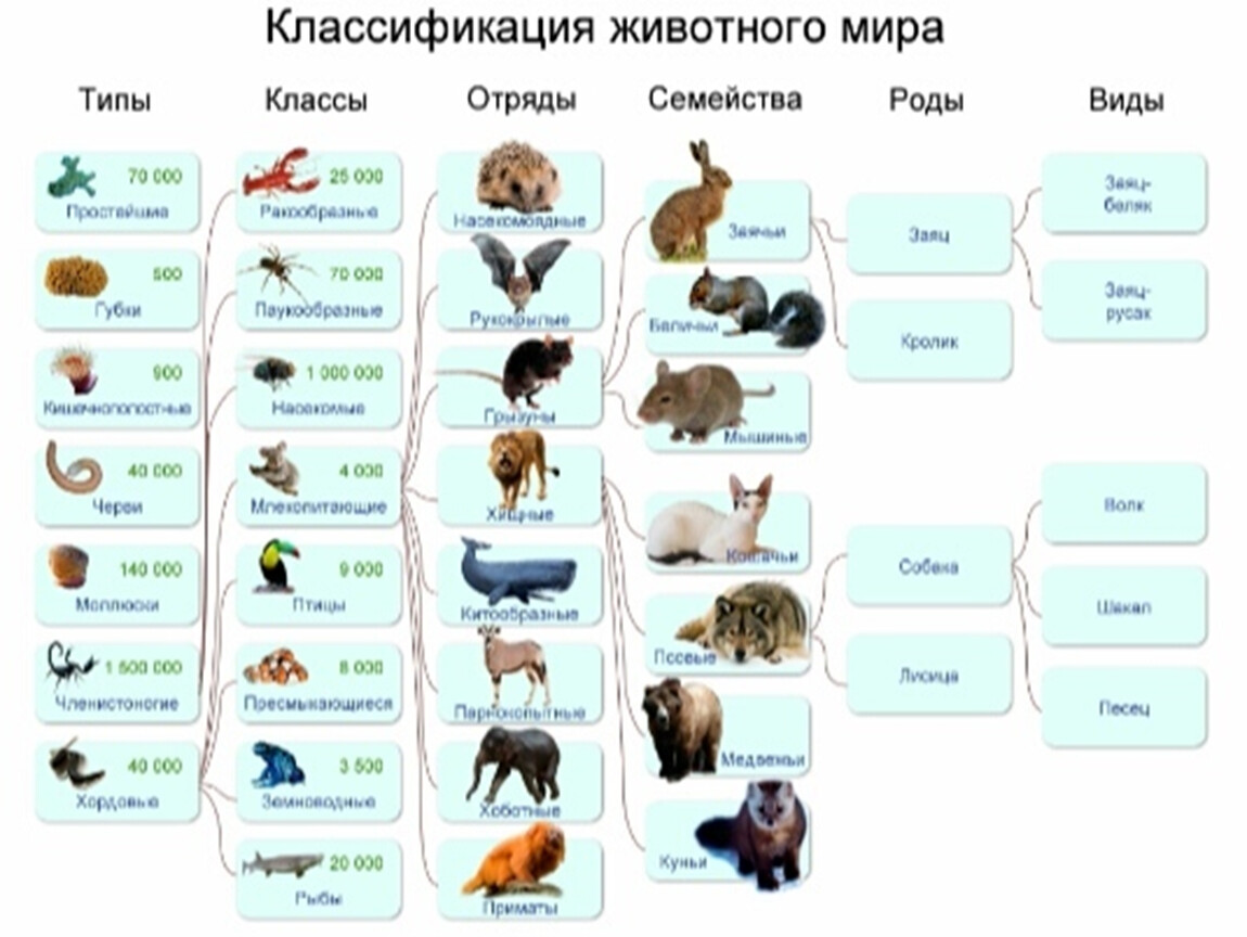 Домашние животные презентация 7 класс биология