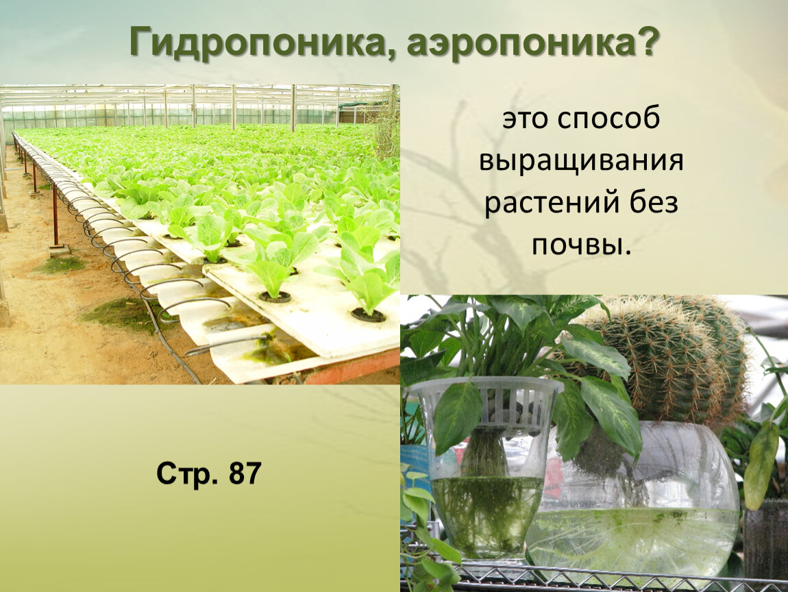 Способ растений. Технология выращивания растений без почвы гидропоника. Растения без почвы. Это способ выращивать растения без почвы. Способ выращивания растений без почвы как называется.