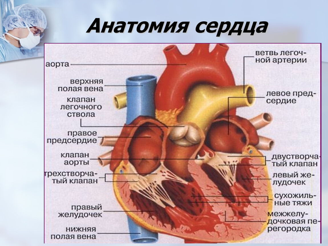 Прогноз пороке сердца