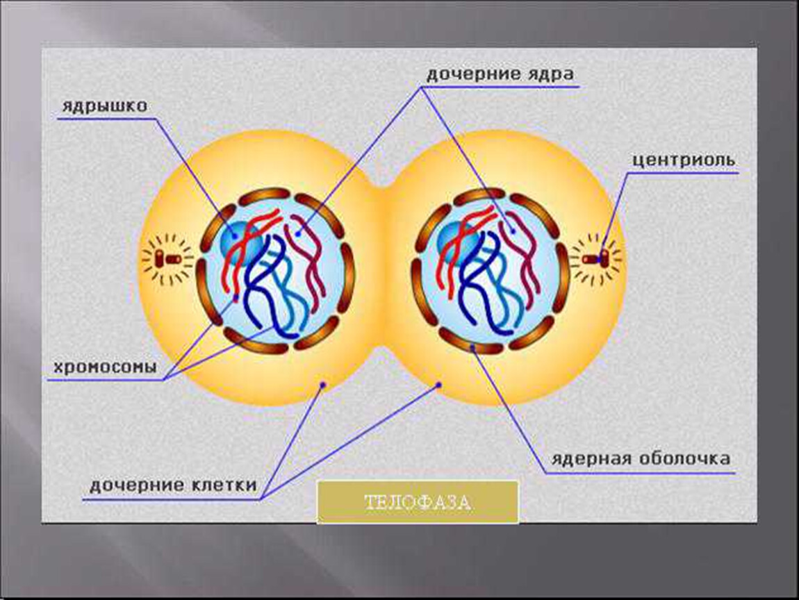 Фаза подготовки клетки к делению. Телофаза кариокинез. Деление клетки телофаза. Телофаза митоза. Телофаза растительной клетки митоз.