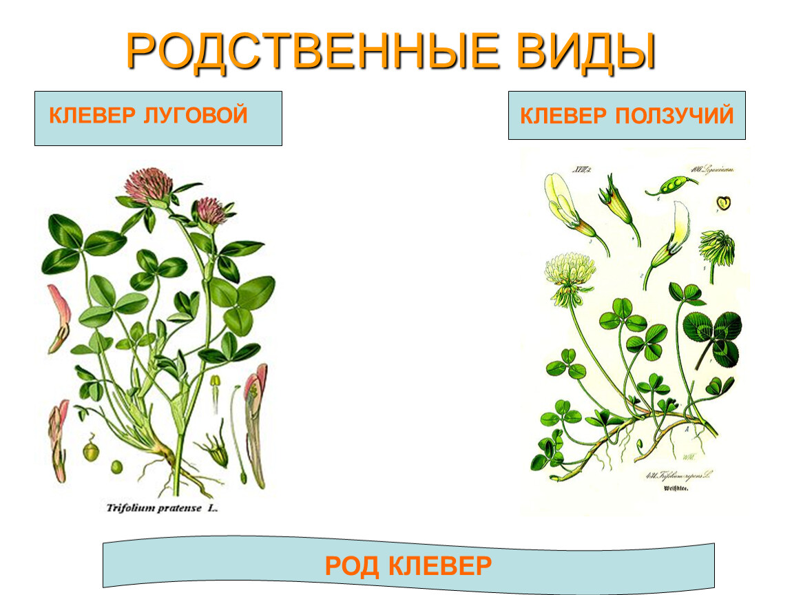 1 вид растения. Клевер Луговой и Клевер ползучий. Род растения Клевер. Растения одного рода но разных видов. Род клевера ползучего.