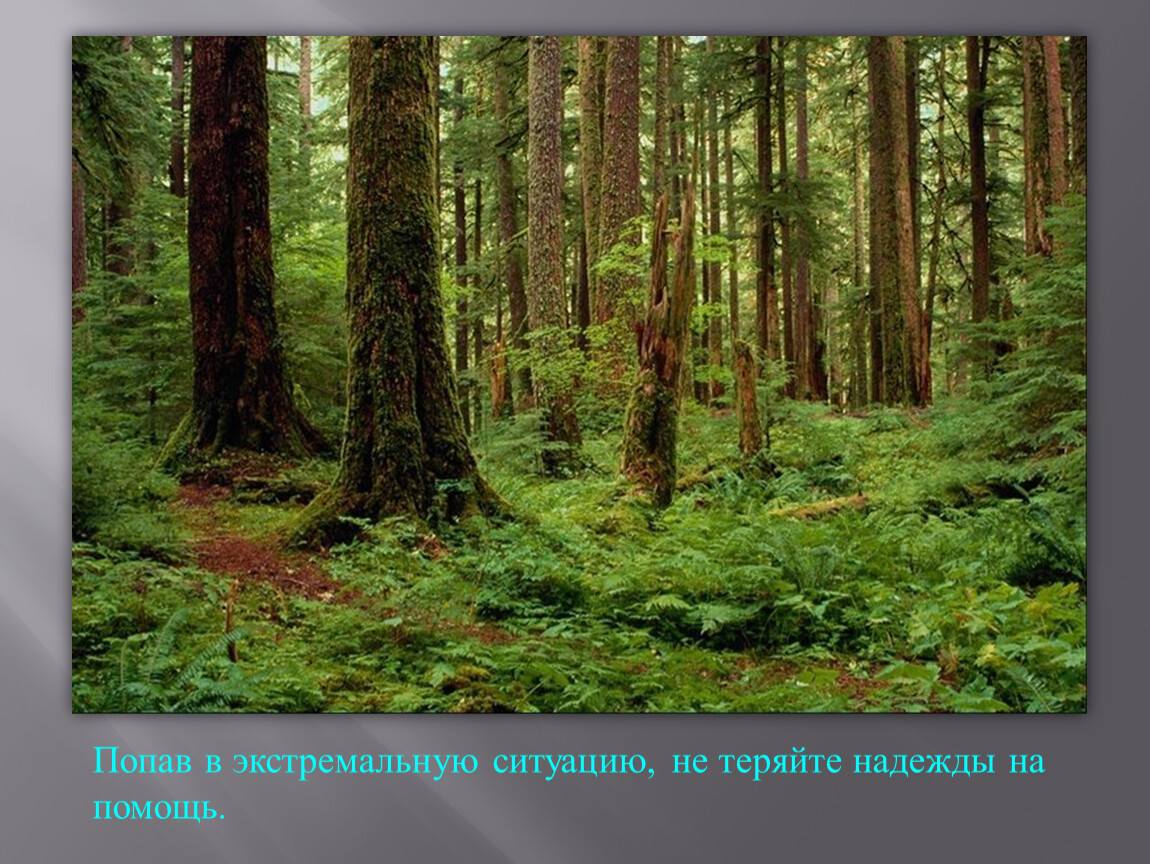 Лес представляет собой. Теллермановский лес Воронежской области. Теллермановский лес Борисоглебск. Растительный мир России. Мир лесных растений.