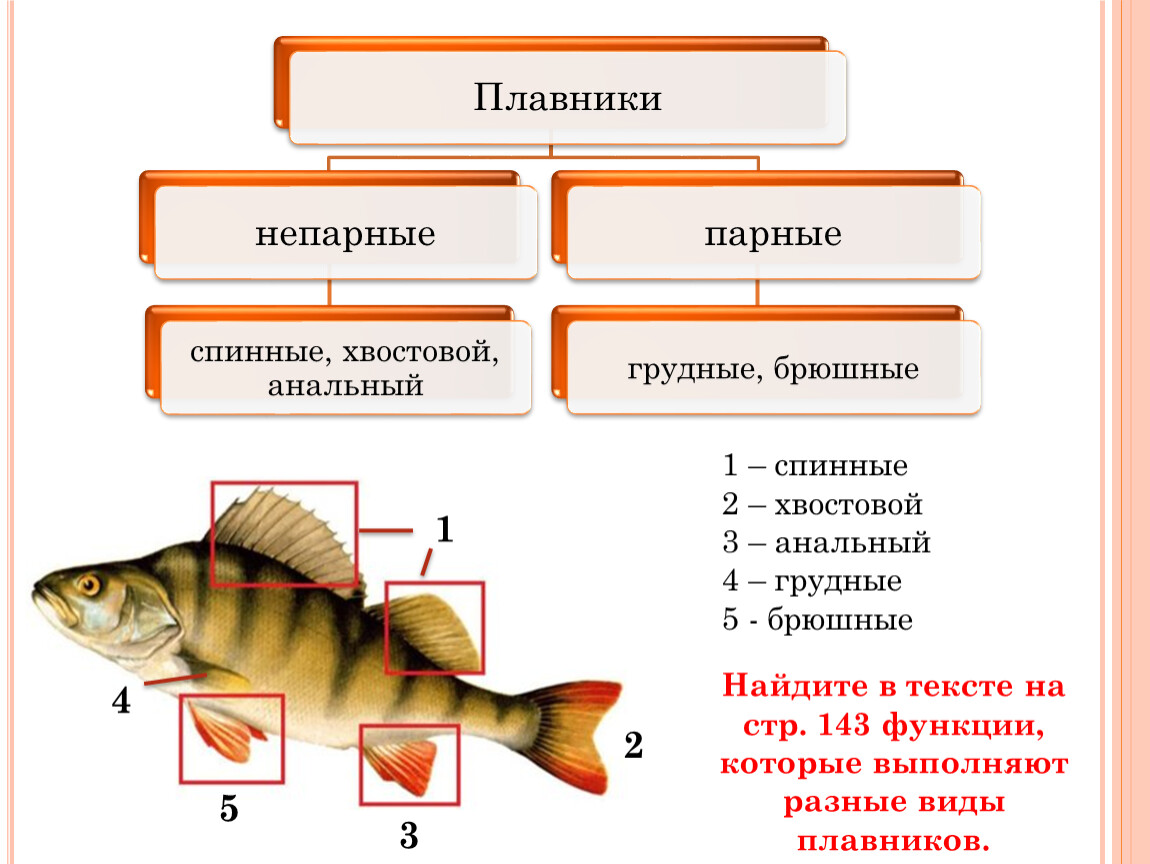 Лабораторная работа номер 5 внутреннее строение рыбы. Функция разных видов плавников.