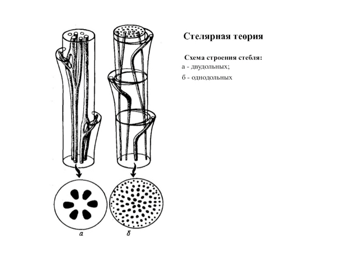 Стебель однодольного растения. Стелярная теория ботаника. Типы стелы высших растений. Стелярная теория типы стеблей. Эустела в ботанике.