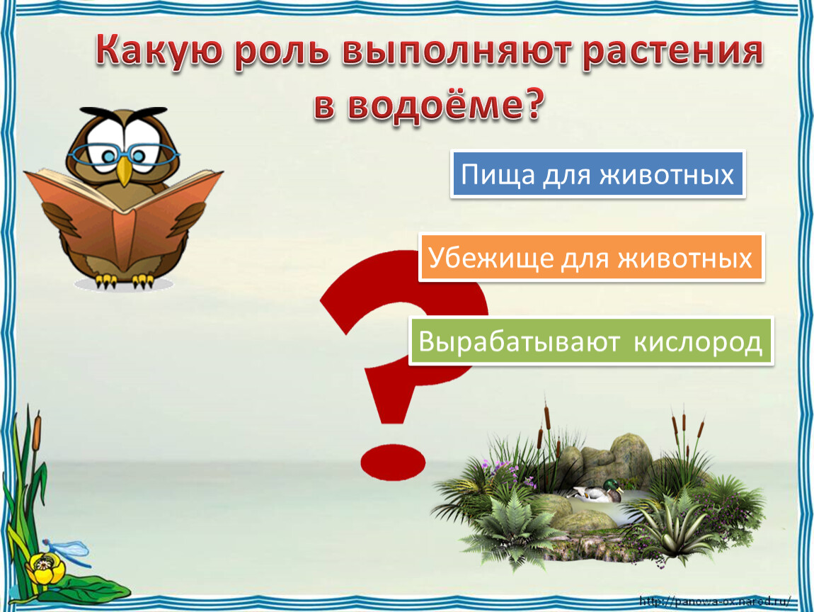 Презентация жизнь 4 класс плешаков. Какую роль в водоеме играют растения. Роль растений в жизни водоемов. Какую роль выполняют растения. Роль растений в пресных водоемах.