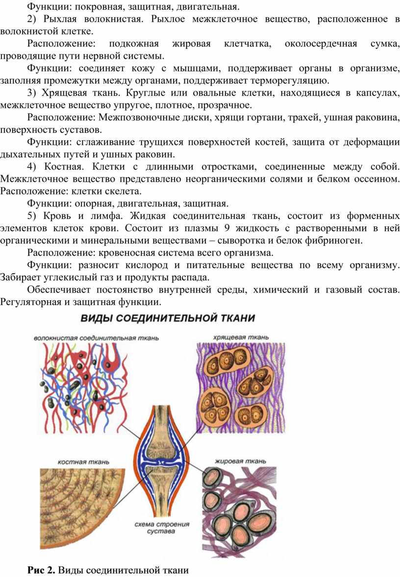 Функции: покровная, защитная, двигательная