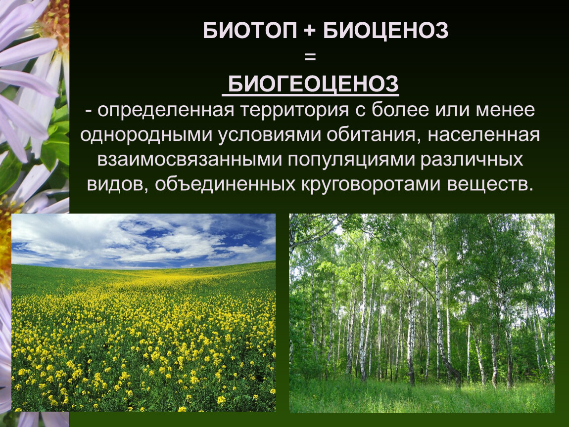 Растение группа биогеоценоза. Экосистема биоценоз биотоп. Биотоп = биоцеоноз + био. Биогеоценоз биотоп биоценоз. Многообразие биогеоценозов экосистем.