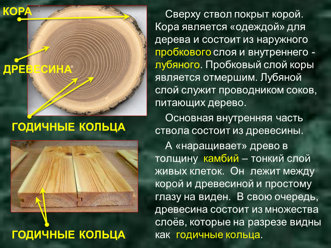 Какую функцию выполняют древесинные и лубяные